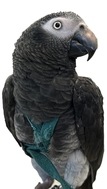 Eco the African parrot
