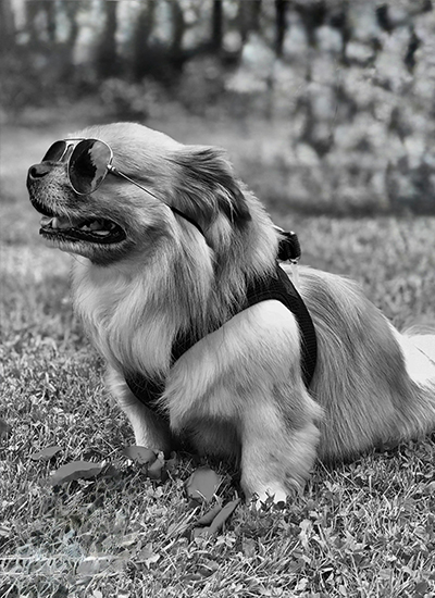 aboutus2 dog in sunglasses